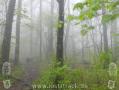 Appalachian Trail - Georgia - 