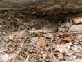 Appalachian Trail - Georgia - 