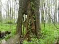 Appalachian Trail - Georgia - 