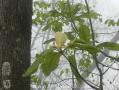 Appalachian Trail - Georgia - 