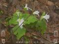 Appalachian Trail - Georgia - 