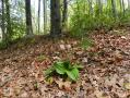 Appalachian Trail - Georgia - 