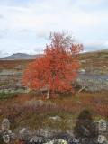 Nordkalottleden